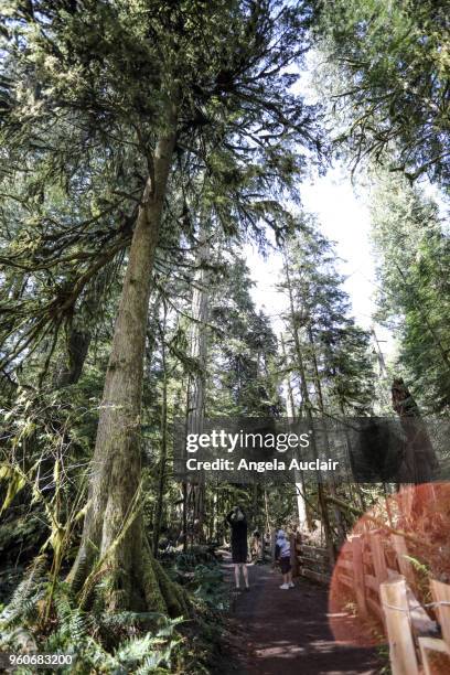 father and son walk through cathedral grove - angela auclair bildbanksfoton och bilder