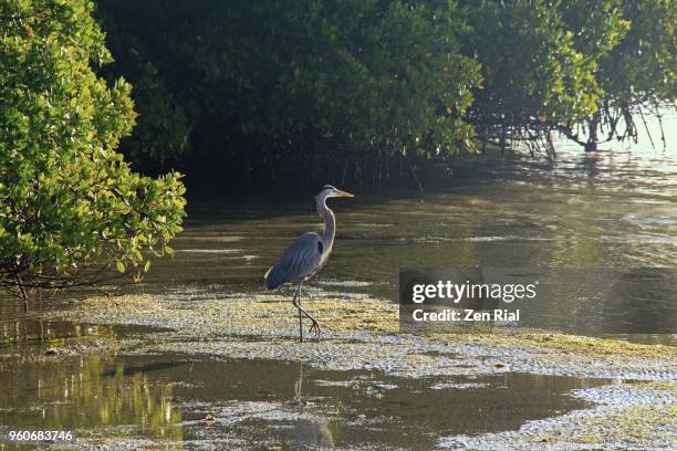 intercoastal waters at low tide shows part of mangrove forest and a great blue heron - fort pierce foto e immagini stock