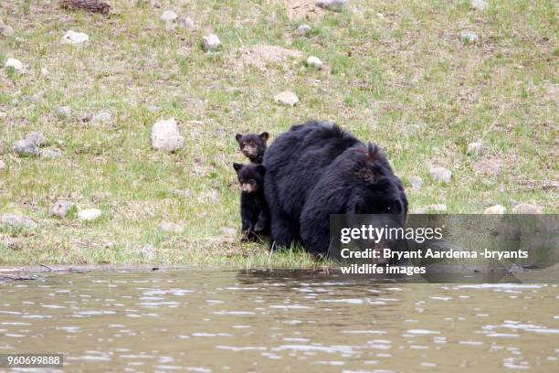 black bear family - omnivorous stock pictures, royalty-free photos & images