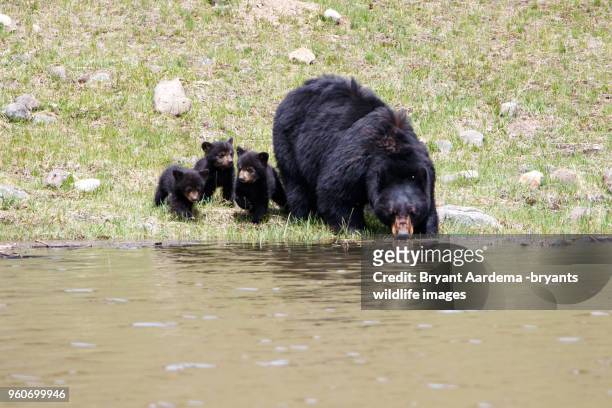 3 little bears - omnivorous stock pictures, royalty-free photos & images