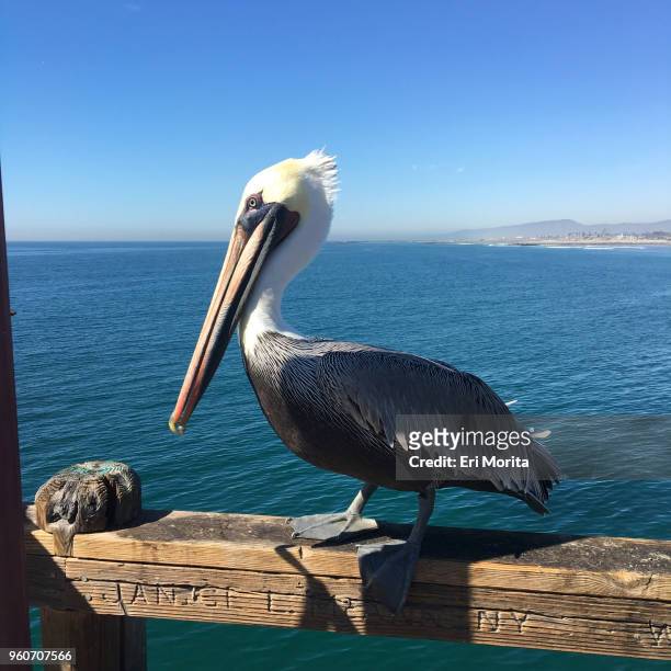 a pelican standing on the fence at oceanside pier, ca, u.s.a. - oceanside pier stock pictures, royalty-free photos & images