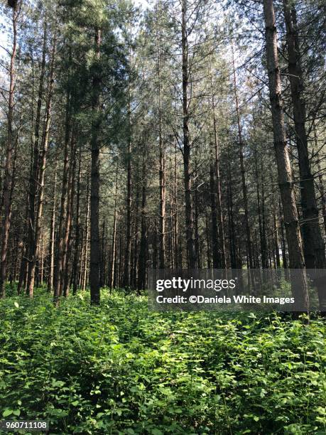 ambersham woods, west sussex, england - off the beaten path refrán en inglés fotografías e imágenes de stock