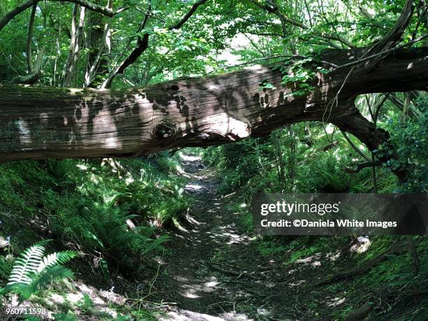 ambersham woods, west sussex, england - off the beaten path englische redewendung stock-fotos und bilder