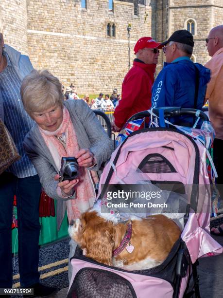 Woman takes a photo of Camilla, the dog of Royal fan Anne Daley on the street close to Windsor Castle ahead of the royal wedding of Prince Harry to...