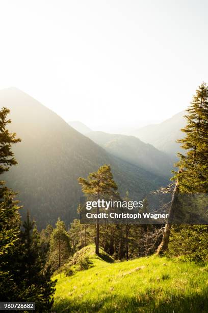 bayerische alpen - bayerische alpen stock pictures, royalty-free photos & images