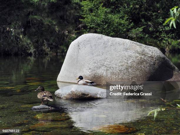 mallard couple sitting on rocks in mountain stream - see lake waterfowl stock-fotos und bilder