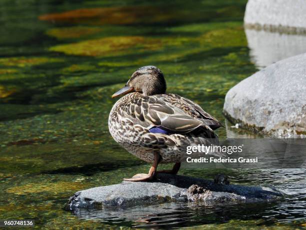 female mallard sitting on a rock in mountain stream - see lake waterfowl stock-fotos und bilder