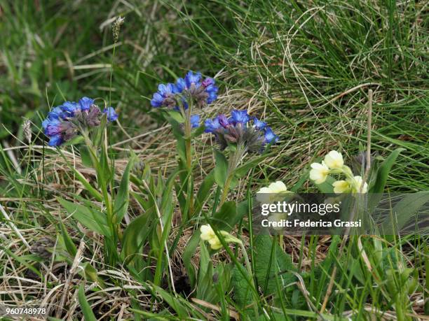 pulmonaria australis (lungwort) and primula officinalis (cowslip) - pulmonaria officinalis stock pictures, royalty-free photos & images