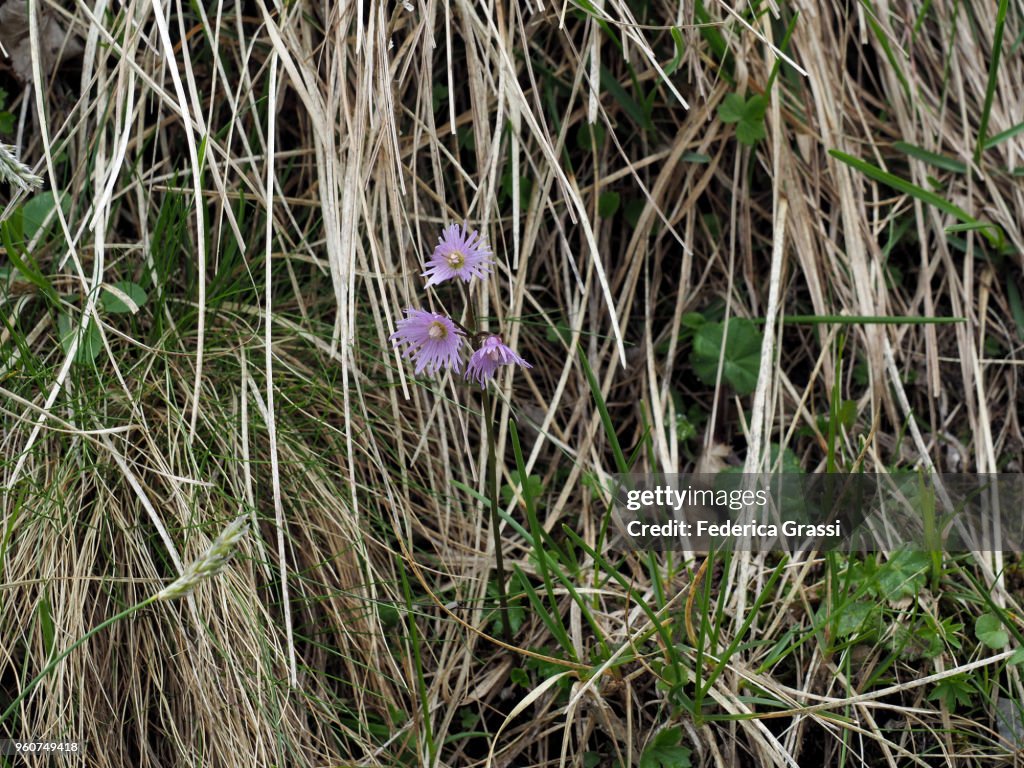 Soldanella Alpina (Dwarf Snowbell, Alpine Snowbell, Mountain Tassel)
