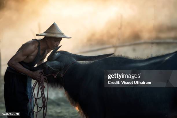 thai farmer and buffalo walk over the field go back home with sunset,after plowing in rice fields. - bali horse fotografías e imágenes de stock