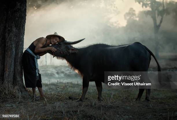 thai farmer and buffalo walk over the field go back home with sunset,after plowing in rice fields. - bali horse stockfoto's en -beelden