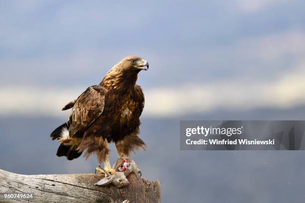 golden eagle with rabbit perched on a dead tree - raubvogel photos et images de collection