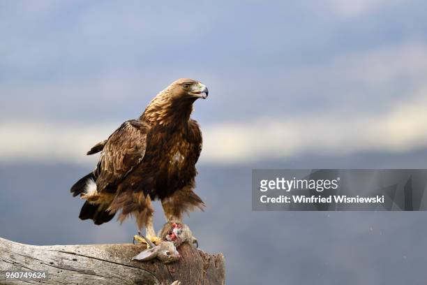 golden eagle with rabbit perched on a dead tree - kaninchen stock pictures, royalty-free photos & images