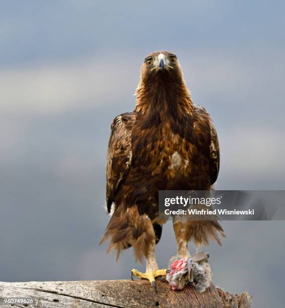 golden eagle with rabbit perched on a dead tree - raubvogel photos et images de collection