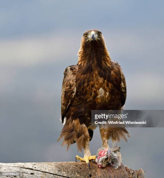 golden eagle with rabbit perched on a dead tree - raubvogel stock pictures, royalty-free photos & images