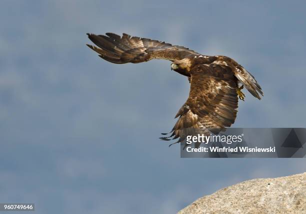 golden eagle in flight - raubvogel photos et images de collection