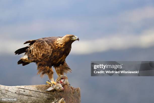 golden eagle with rabbit perched on a dead tree - raubvogel photos et images de collection