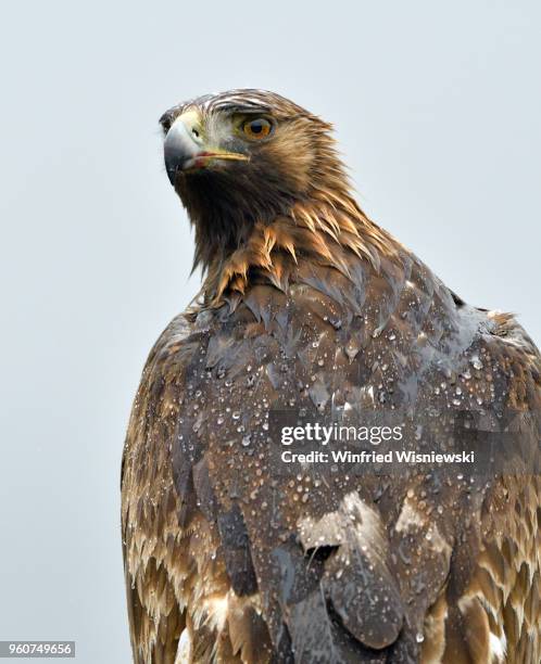 portrait of a golden eagle in rain - raubvogel photos et images de collection