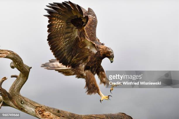 golden eagle approaching a dead tree - raubvogel photos et images de collection