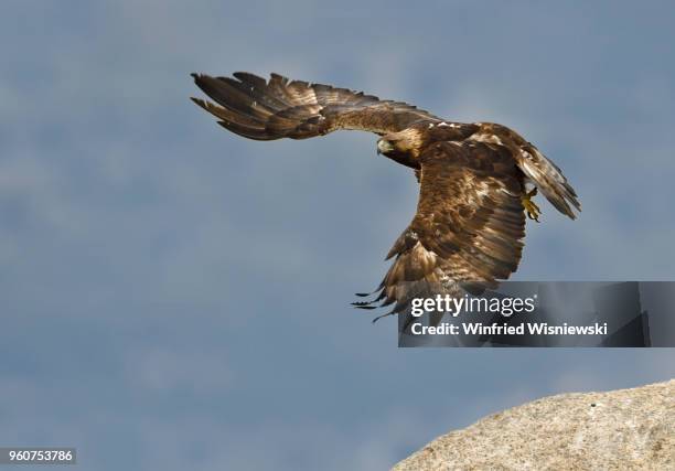 golden eagle - raubvogel stock pictures, royalty-free photos & images