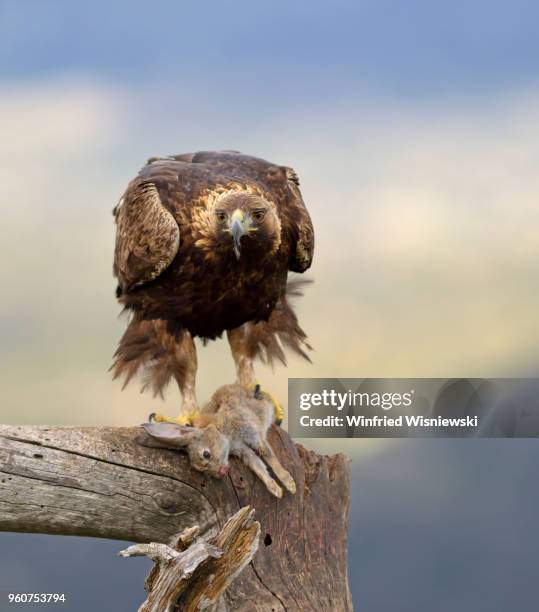 golden eagle - raubvogel photos et images de collection