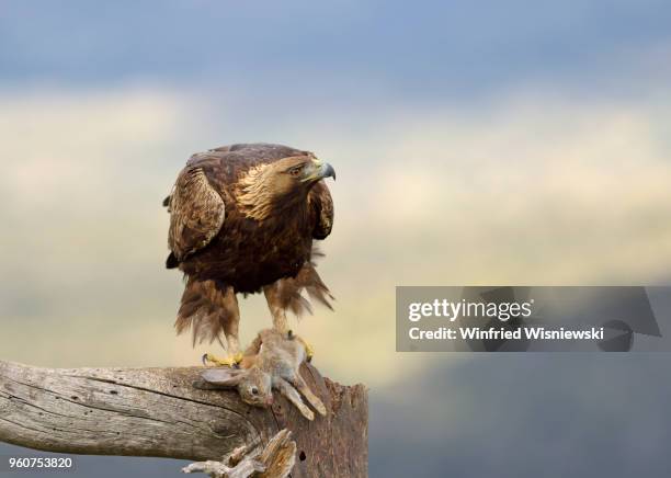 golden eagle - kaninchen stock pictures, royalty-free photos & images