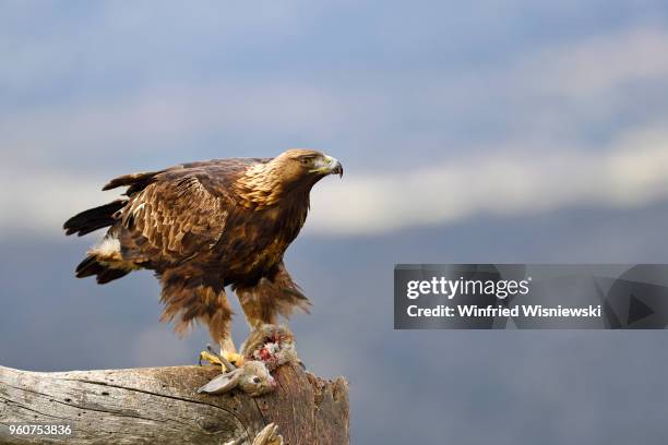 golden eagle - raubvogel photos et images de collection