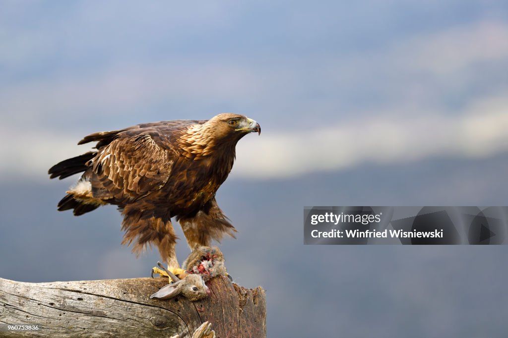 Golden eagle