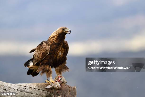 golden eagle - raubvogel photos et images de collection