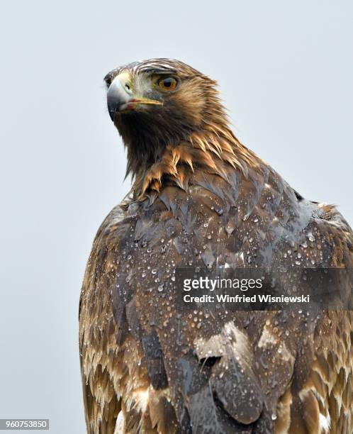 golden eagle - raubvogel stock pictures, royalty-free photos & images