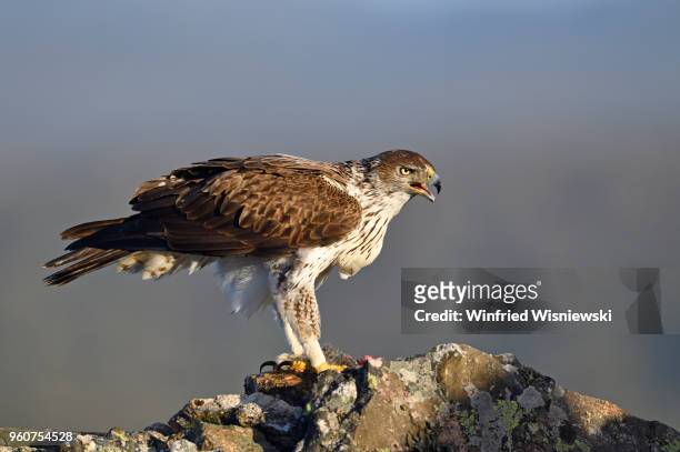 bonelli's eagle - hieraaetus fasciatus stock pictures, royalty-free photos & images