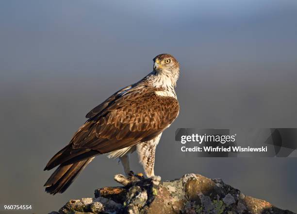 bonelli's eagle - hieraaetus fasciatus stock pictures, royalty-free photos & images