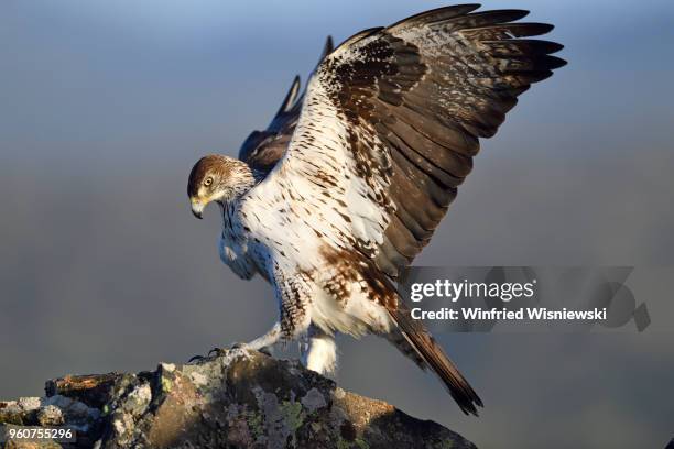 bonelli's eagle - hieraaetus fasciatus stock pictures, royalty-free photos & images