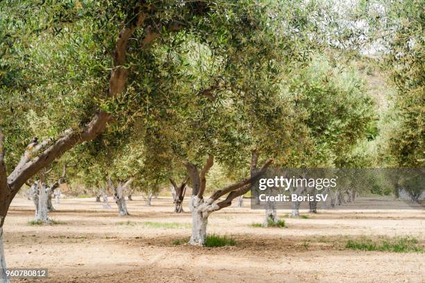 orchard of olive trees - olive tree imagens e fotografias de stock