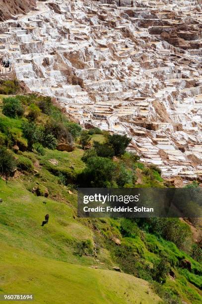 Salineras de Maras in Peru's Sacred Valley. The salt pans of the town of Maras, found in the Sacred Valley of the Incas, at an altitude of 3,500...