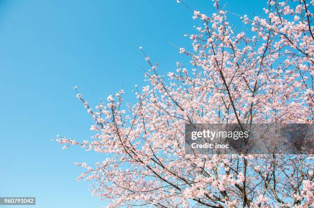 cherry blossom tree under clear blue sky in spring - cerezos en flor fotografías e imágenes de stock