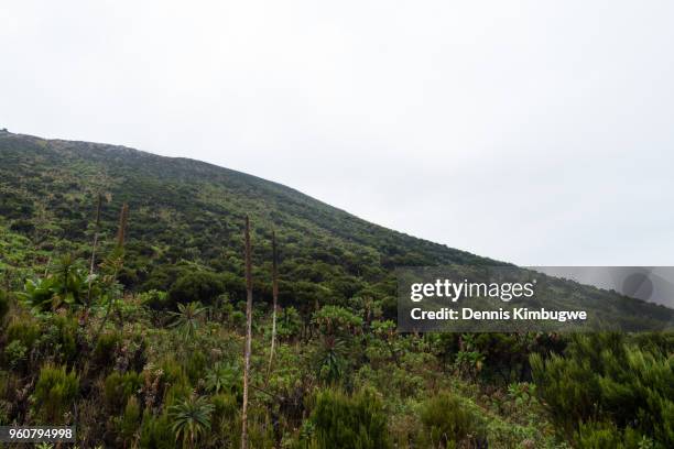 vegetation on mount nyiragongo. - giant groundsel stock pictures, royalty-free photos & images