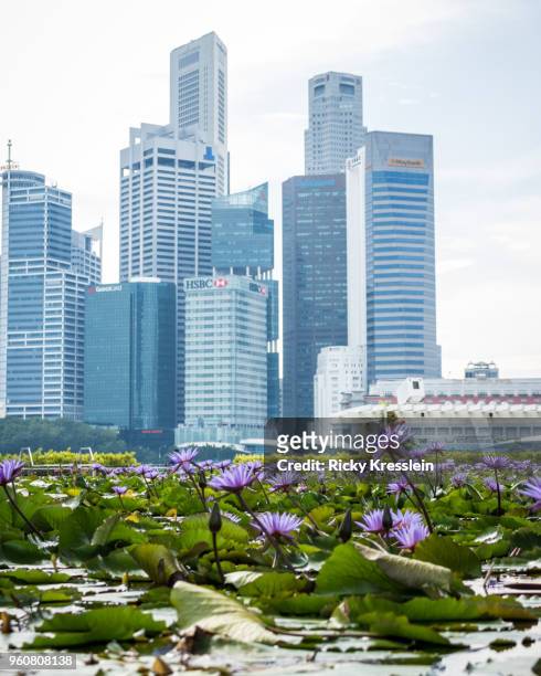 lotus blossoms in singapore - ricky kresslein stock-fotos und bilder