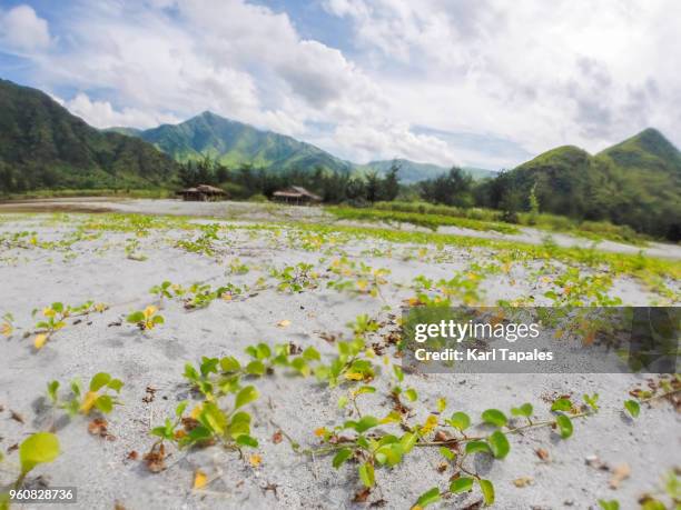 a scenic landscape with wild plants - zambales province stock pictures, royalty-free photos & images