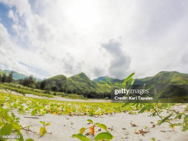 a scenic landscape with wild plants - zambales province stock pictures, royalty-free photos & images