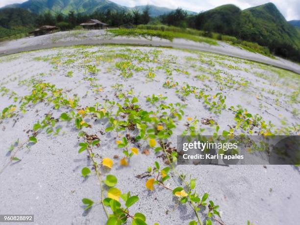 a scenic landscape with wild plants - zambales province stock pictures, royalty-free photos & images