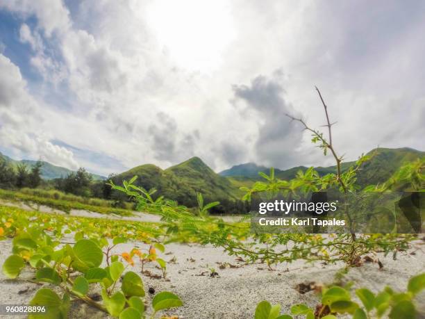 a scenic landscape with wild plants - zambales province stock pictures, royalty-free photos & images