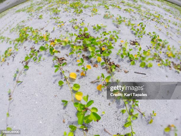 a scenic landscape with wild plants - zambales province stock pictures, royalty-free photos & images