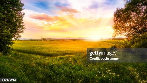 sonnenaufgang über einem getreidefeld - beautiful sunrise stockfoto's en -beelden