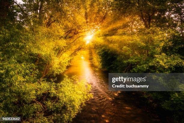 Sonnenschein Photos And Premium High Res Pictures Getty Images sonnenschein-photos-and-premium-high-res-pictures-getty-images