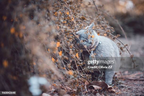 fat cat is smelling branch - fat cat stock pictures, royalty-free photos & images