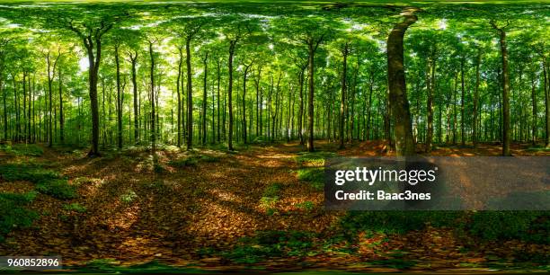 360 degree image from a beech forest in norway - 360度視点 ストックフォトと画像