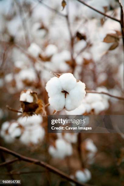 close-up of cotton plant - cotton plant stock-fotos und bilder