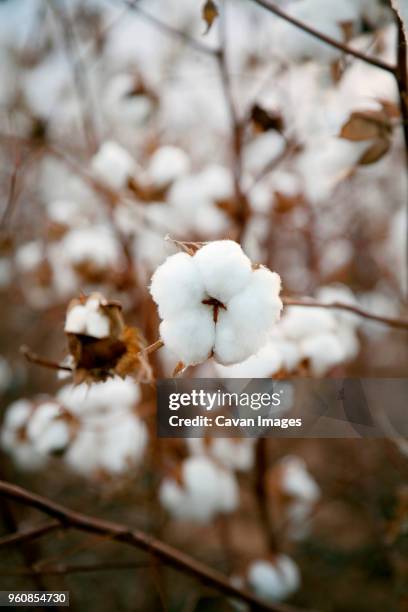 close-up of cotton plant - boll stock pictures, royalty-free photos & images