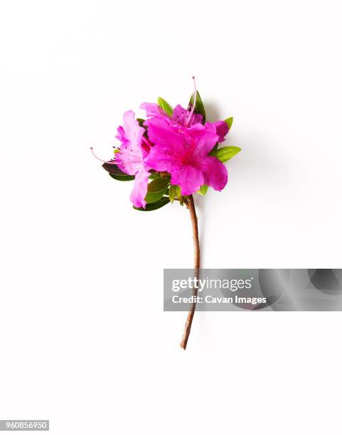 close-up of rhododendron against white background - rhododendron stock-fotos und bilder
